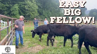 Beginners Try To Load Cattle!