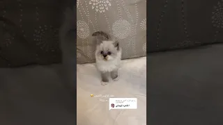 Cute little kitten fall down 😁❤️