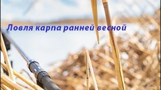 Ловля карпа ранней весной