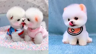 Cute Puppy - Cute and Funny Pomeranian Videos #3 | Pets For You