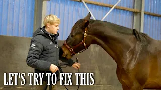 How to gain your horses focus on the ground  || HorseWorldTV