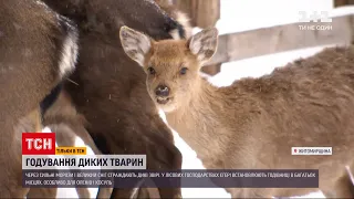 Новини України: як лісники з півночі дбають про диких тварин під час холодів