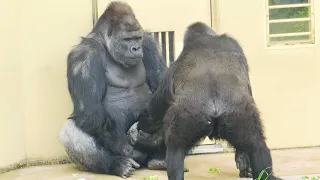 Shabani courts Ai aggressively.｜Gorilla