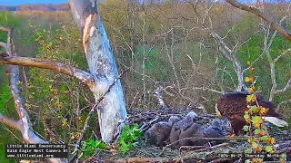 Little Miami Conservancy Bald Eagle 25.04.2024 06:42