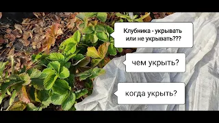 КЛУБНИКА. Укрывать или не укрывать на зиму? Чем и когда?