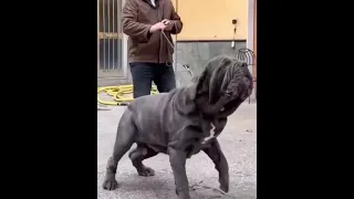 Neapolitan mastiff dog