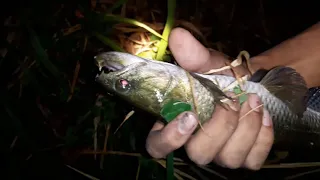 Fishing in a river (wolf fish) Trinidad part 1