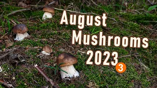 Mushroom Foraging - August 2023, Cep | King bolete | Penny bun | Boletus edulis | Funghi porcini