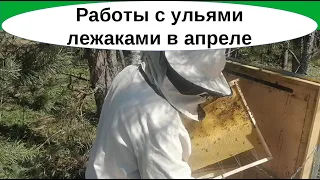 Какие работы делаются в апреле на пасеке с Владимирскими ульями-лежаками