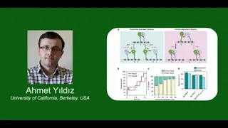 Mechanism and Regulation of Motor Proteins | Ahmet Yıldız