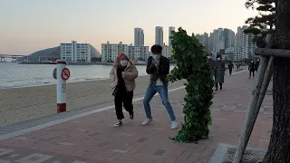 Bushman Prank in South Korea(광안리) part1