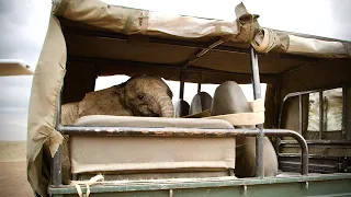 Rescue of Orphaned Elephant Pardamat | Sheldrick Trust