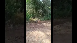 cachorros de linces