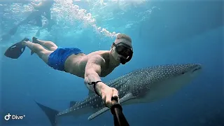 Whale Shark Maldives & Mantas|Dolphins|Sharks|Turtles