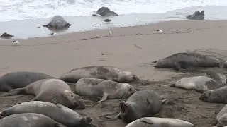 Elephant seal bull looking for luck