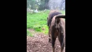 Lion peeing on everyone at Woodland Park Zoo.