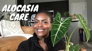 My Alocasia Collection | How to Care for Alocasias | Plant Care Tips and Maintenance