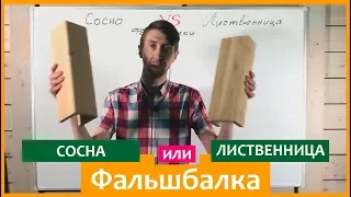 Фальшбалка: сосна или лиственница?