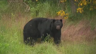 Sammamish family captures footage of black bears in backyard