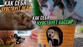 Раздаем лакомства хвостатым.Как шов у Леди и Микки? Как поживает Кассир сейчас на улице?