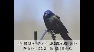 How to Keep Grackles, Starlings and Other Problem Birds Out of Your Feeders