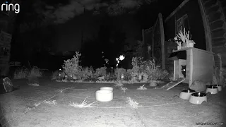 Hedgehog Cam 20240417 21:42