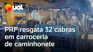 PRF resgata 32 cabras presas em carroceria de caminhonete; veja vídeo