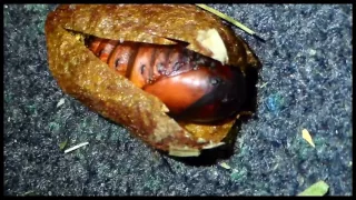 Just 5 minutes of a restless pupa about to emerge (Actias dubernardi)