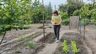 В ДЕСЯТИЙ РАЗ ВИСАДЖУЮ ГОРОХ, ОГіРКИ, ДЕ-БАРАО! 🤦