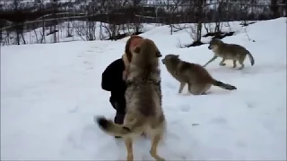 wolves remember kindness.И волки помнят добро.Она их вырастила.Встреча.