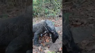 OMG 😱 | Komodo Swallows Goat #nature #animal #wildlife