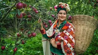 ||Apple Season In Kinnaur HP||