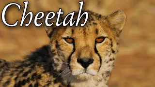 The Science of a Cheetah's Speed. Cheetah: The Fastest Apex Predator. Amazing Facts