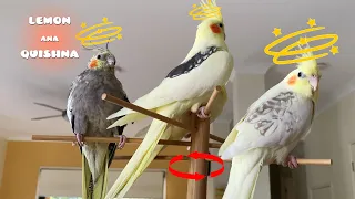 Birds' Reactions When I Keep on Circling Around Them
