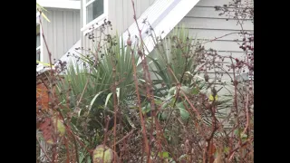 Big Cordyline australis tucked away in a seaside garden