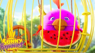 Parrot Eating Watermelon | SUNNY BUNNIES | Cartoons for Kids | WildBrain Zoo