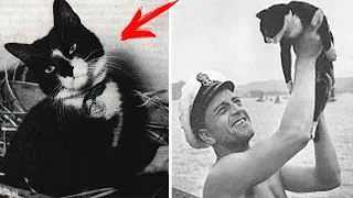 Военные моряки подобрали в океане кота, который пережил три кораблекрушения