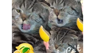 Кот и лимон / 🍋😻