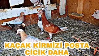 KİRMİZİ KAÇAK POSTA GELDİ HEMEN YAKALAMADİM