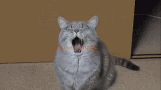 Самые Смешные кошки видео.Прикольные  кошки,коты,приколы