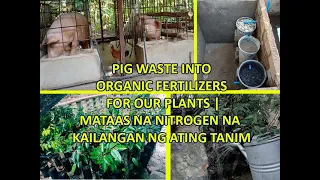 PIG WASTE MANANGEMENT | PIG WASTE INTO ORGANIC FERTILIZERS FOR PLANTS | RICH IN NITROGEN FERTILIZER