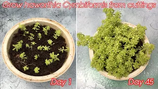 how to grow sedum japonicum from cuttings