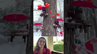 the cutest squirrel feeders | part 46 #viral #fails #funny #humor #comedy