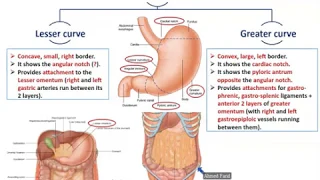 Anatomy of the Stomach - Dr. Ahmed Farid