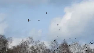 Macaw Rambo chased by 30 Crows (RIP Rambo)