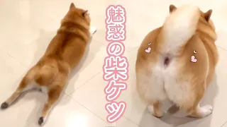 柴ケツ最高🐕💗｜PECO