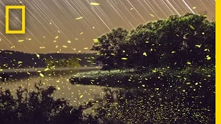 Enchanting Fireflies Paint the Sky | Short Film Showcase