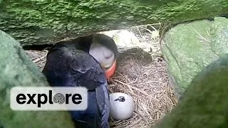 A Puffin Comes Out Of Its Shell