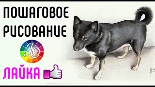 ЛАЙКА. Рисуем собаку поэтапно. Пошаговое рисование лайки // How to draw dog laika step by step.