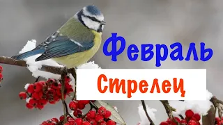 Стрелец _ Февраль 2023 (2-ая половина) _ Таро прогноз от Wise_NikOwl_Tarot